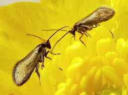 Attēlu rezultāti vaicājumam “Micropterigidae”