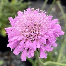 Image result for Scabiosa columbaria