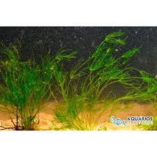 Attēlu rezultāti vaicājumam “Nitella flexilis”