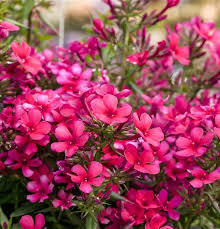 Image result for Phlox (großblumig)