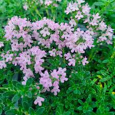 Image result for Thymus serpyllum
