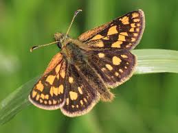 Attēlu rezultāti vaicājumam “Carterocephalus silvicolus male”