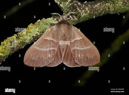 Attēlu rezultāti vaicājumam “Macrothylacia rubi”