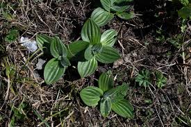 Attēlu rezultāti vaicājumam “Plantago media leaf”