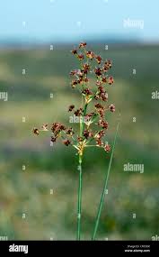 Attēlu rezultāti vaicājumam “Juncus gerardii”