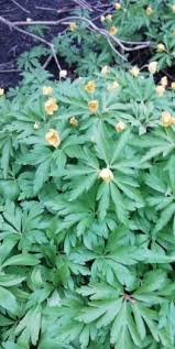 Attēlu rezultāti vaicājumam “Anemone x lipsiensis”