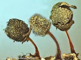 Attēlu rezultāti vaicājumam “Physarum penetrale macro”