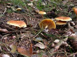 Attēlu rezultāti vaicājumam “Gymnopilus sapineus”