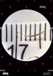 Attēlu rezultāti vaicājumam “Stemonitis virginiensis”