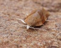 Attēlu rezultāti vaicājumam “Pandemis cinnamomeana female”