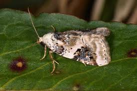 Attēlu rezultāti vaicājumam “Pseudeustrotia candidula”