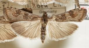 Attēlu rezultāti vaicājumam “Nomophila noctuella”