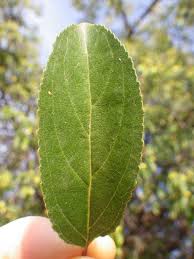 Attēlu rezultāti vaicājumam “Rhamnus cathartica leaf”