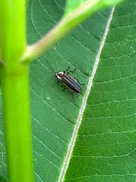 Image result for Fareham Fireflys Yc