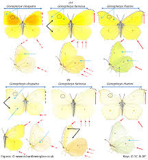Attēlu rezultāti vaicājumam “Gonepteryx rhamni female”