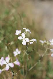 Image result for Raphanus sativus ssp. Oleiformes