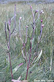 Attēlu rezultāti vaicājumam “Epilobium palustre”
