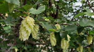 Attēlu rezultāti vaicājumam “Priobium carpini”