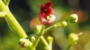 Attēlu rezultāti vaicājumam “Scrophularia umbrosa flower”