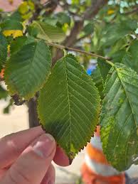 Attēlu rezultāti vaicājumam “Ulmus glabra leaf”