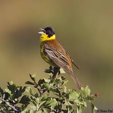 Image result for Emberiza melanocephala
