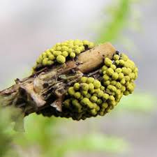 Attēlu rezultāti vaicājumam “Physarum virescens”