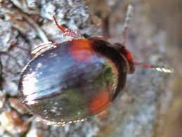 Attēlu rezultāti vaicājumam “Anisotoma humeralis”