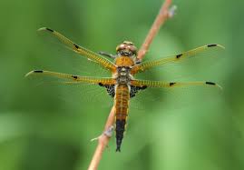 Attēlu rezultāti vaicājumam “Libellula quadrimaculata”