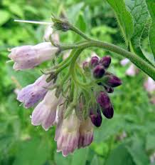 Attēlu rezultāti vaicājumam “Symphytum officinale bud”