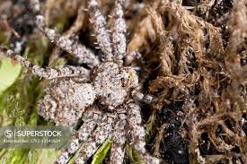 Attēlu rezultāti vaicājumam “Philodromus margaritatus”