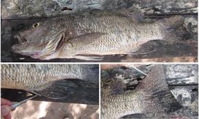 Image result for Lutjanus cyanopterus
