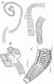 Image result for Amblyraja radiata