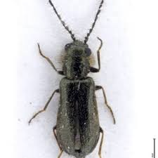 Attēlu rezultāti vaicājumam “Dasytes sp.”