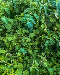 Attēlu rezultāti vaicājumam “Galinsoga quadriradiata leaf”