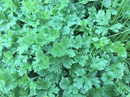 Attēlu rezultāti vaicājumam “Ranunculus repens leaf”