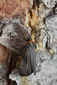 Attēlu rezultāti vaicājumam “Atolmis rubricollis”