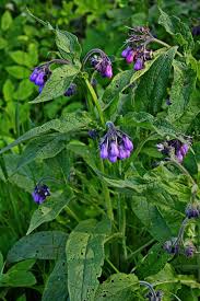 Attēlu rezultāti vaicājumam “Symphytum asperum flower”