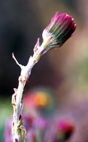 Attēlu rezultāti vaicājumam “Tussilago farfara bud”