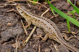 Attēlu rezultāti vaicājumam “Lacerta agilis female”