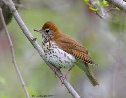 Image result for Hylocichla mustelina