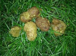 Image result for cestoda excrement dog