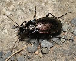 Attēlu rezultāti vaicājumam “Carabus nemoralis”