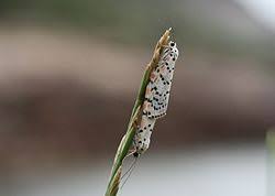 Attēlu rezultāti vaicājumam “Comatricha pulchella stalked”