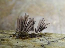 Attēlu rezultāti vaicājumam “Stemonitopsis hyperopta var. landewaldii macro”