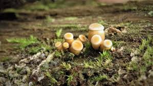 Attēlu rezultāti vaicājumam “Crucibulum laeve”