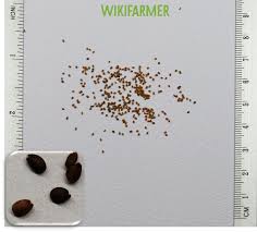 Attēlu rezultāti vaicājumam “Diplotaxis tenuifolia fruit”