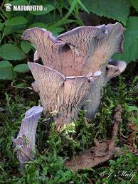 Attēlu rezultāti vaicājumam “Gomphus clavatus”