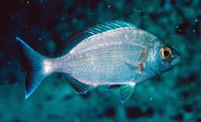 Image result for Spondyliosoma cantharus