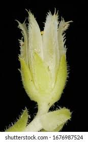 Attēlu rezultāti vaicājumam “Jovibarba globifera flower”