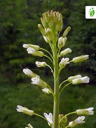 Attēlu rezultāti vaicājumam “Arabis glabra”